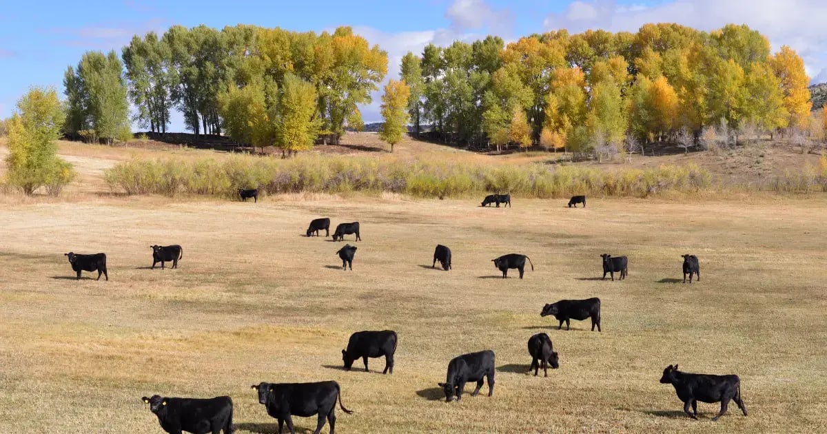 GC - How To Get a Grant for Regenerative Farming - BLOG
