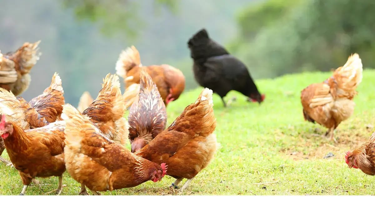 GC - How To Increase Farm Store Revenue - 8 Actionable Tips - BLOG