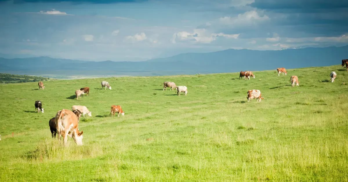 GC - How To Sell Grass Fed Beef - Tips and Tools - BLOG