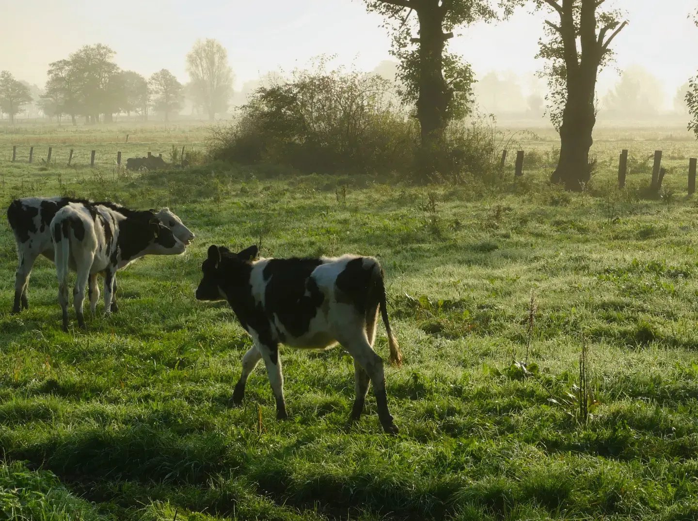 GC Farm Store Guide - Website Elements 1