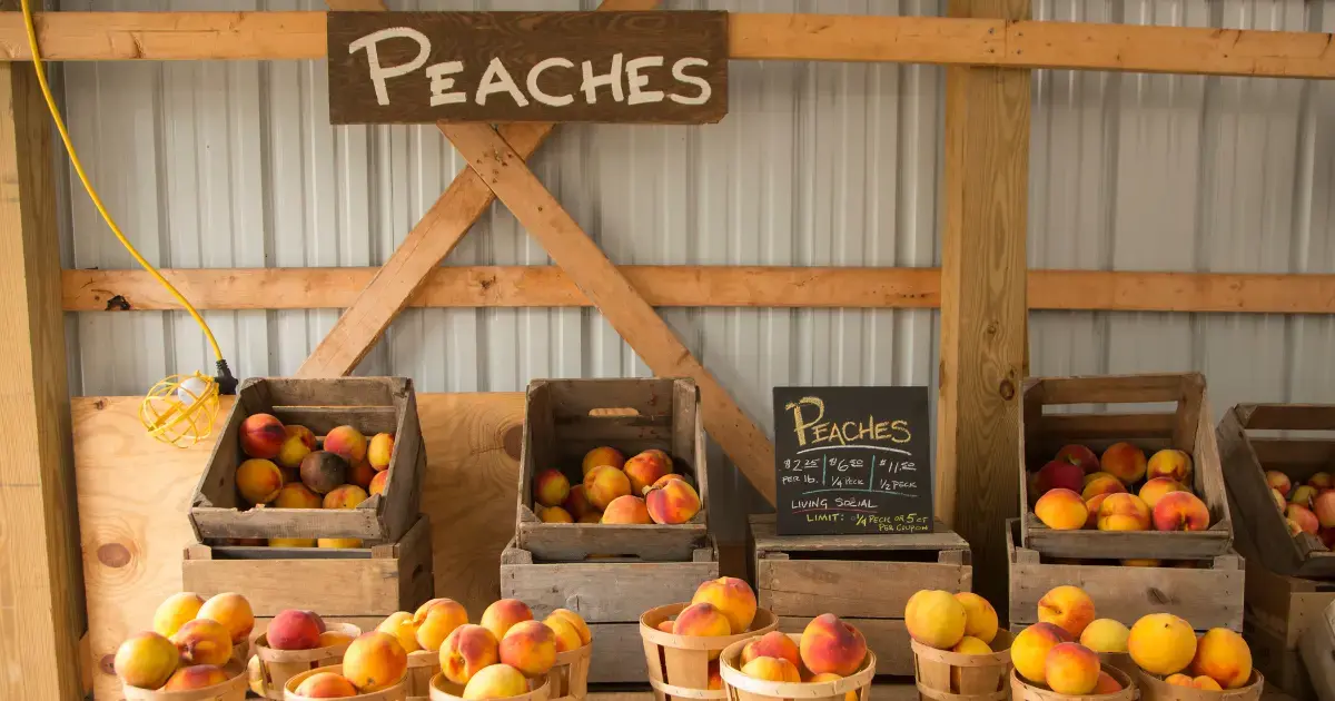 farmers market vs farm store