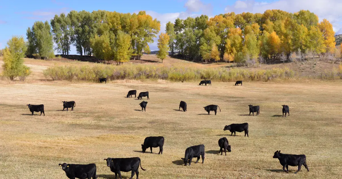how to get a regenerative farming grant