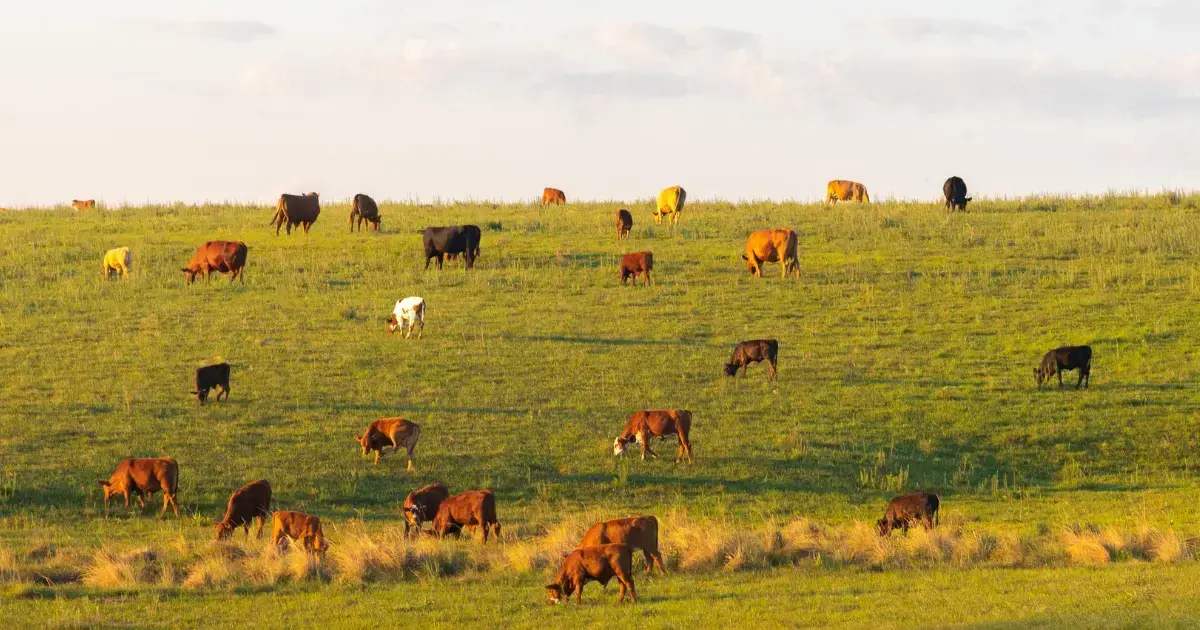 seasonal meat availability