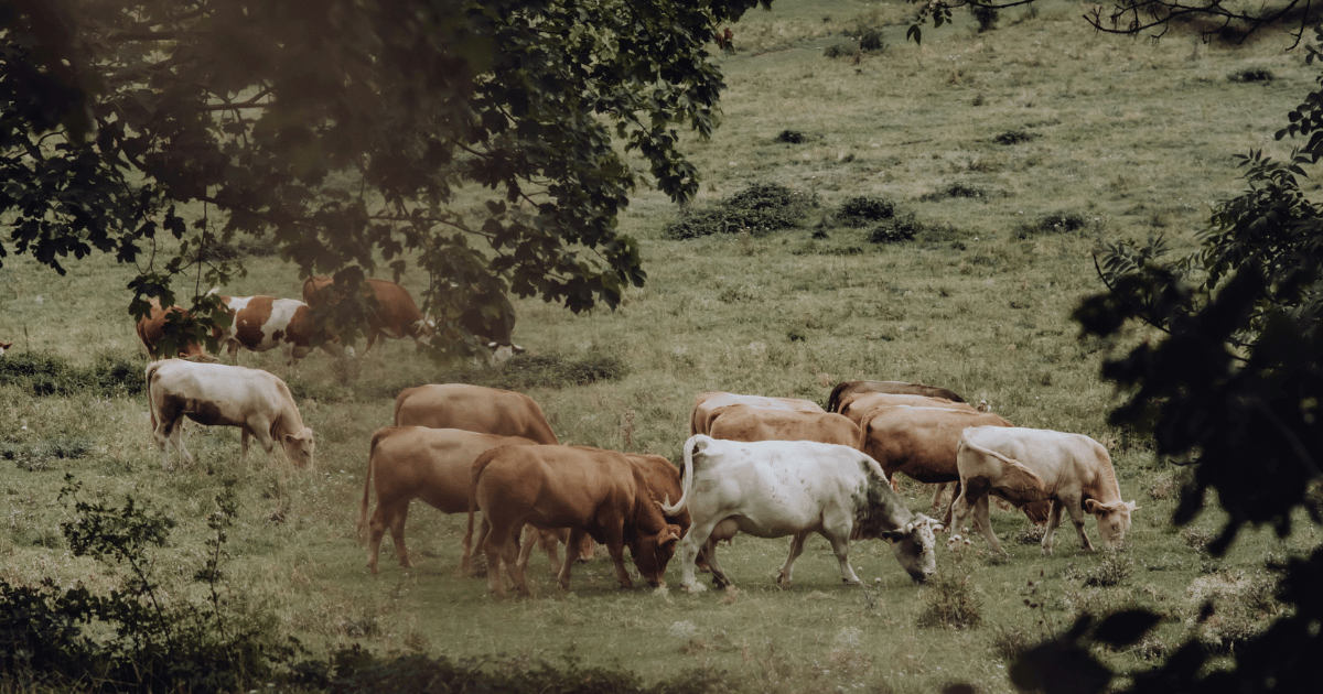 how-to-raise-grassfed-beef